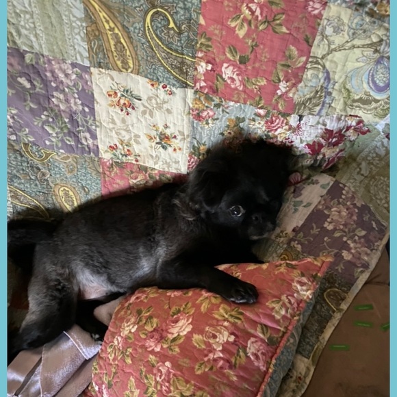 Follow me game❤️🐶 - Picture 2 of 4